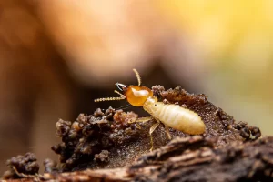 Termite Control Termiticides in Mombasa